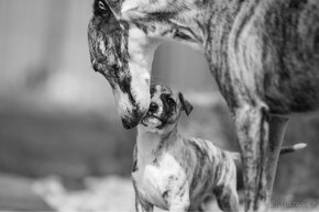 Whippet - 4