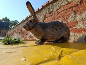 Minifarma u Lenky prodá králíčata - 4