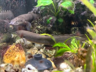 Nabízím k prodeji ryby z akvária - Bichir, pancéřníček - 4