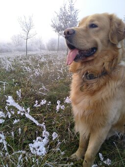 Golden Retriever, zlatý retriever, Zlatý retrívr ke krytí - 4