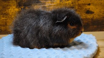 Nabídka morčátek z Kennel MoraVero Cavia - 4