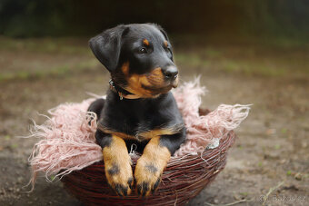 Beauceron štěně fenka s PP - 4