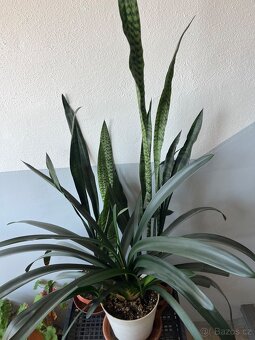 Ficus Elastica, Ficus Lyrata a další pokojové rostliny - 4