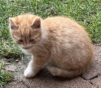 DARUJI KOŤÁTKA - 4