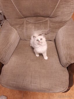 Prodám koťata Ragdoll bez PP - 4