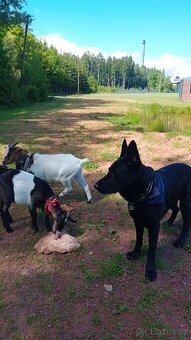 koza+kozel a seno - 4