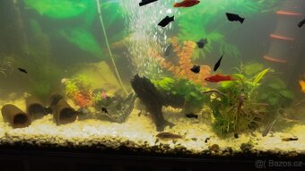 Prodám Black Molly - 4