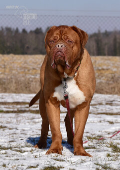 Darujeme odebraného psa bordeauxské dogy - 4