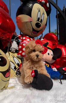 Maltipoo kluci - 4