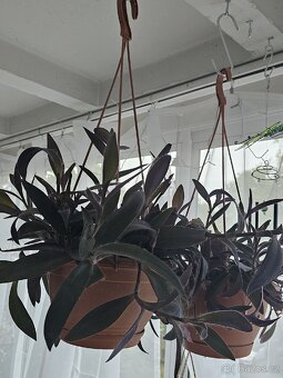 Voděnka fialová-tradescantia pallida - 4