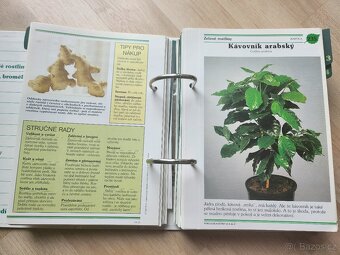 Pokojové rostliny - 4