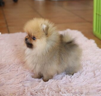 Pomeranian mini - 4