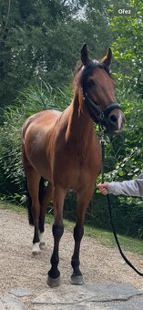 Zkušená drezurní pony klisna - 4