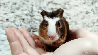 Morče, Morčata, Morčátko Morčátka - JACOB A JAMES - 4