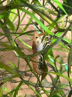 Rak mexický - CPO - 4