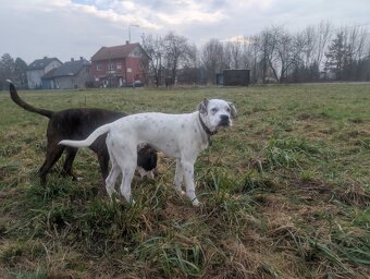 7mesicni štěně boxera a dogy - 4