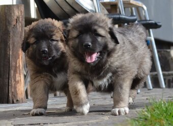 Kavkazský pastevecký pes s PP - 4