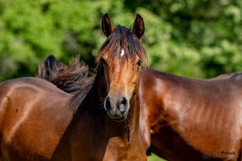 3-letá wpbr klisnička - 4