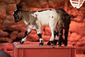 Holandská zakrslá koza s průkazem původu– vymazlená kůzlátka - 4