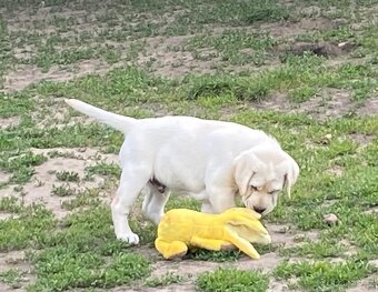 labradorský retriever - štěňátka s Průkazem Původu - 4