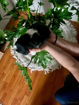 Shih-tzu štěňátka - 4