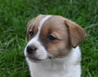 Jack Russell terier s PP - fenka - 4