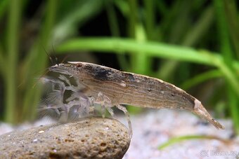 Akvárium / Akvárko / aquarium 112l a stojan - 4