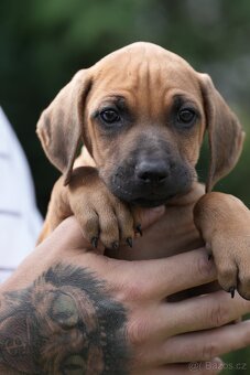 Rhodéský ridgeback s PP nestandartni pejsek  🩷 - 4
