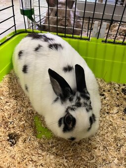 Králík zakrslý nar. 22.6.2024 - 4