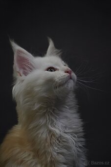 mainská mývalí kočka (mainska myvali) - 4