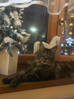 Mainská mývalí - 4