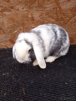 Zakrslý beran rhönský - 4