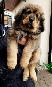 Tibetská doga ke krytí - 4