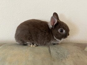 Zakrslý králík bílopesíkatý havanovitý - 4
