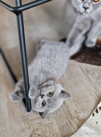 Britská modrá krátkosrstá koťátka s PP (kočička) - 4