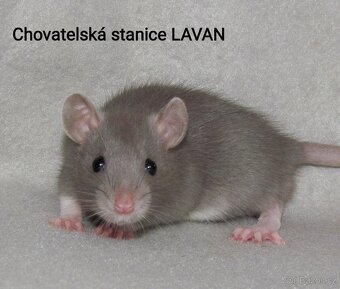 Potkaní kluci s rodokmenem - 4