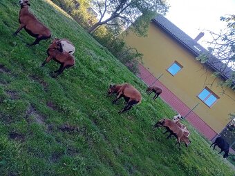 Prodám kamerunské ovce - 4