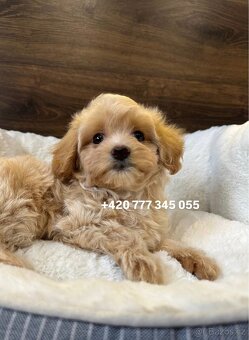 Maltipoo f1 male 700€ - 4