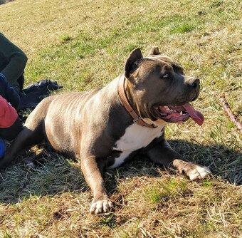 American Bully XXL - Krytí - 4