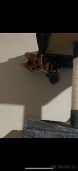 Bengálský kocourek hledá milující domov - 4