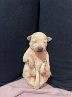 Italsky chrtik s pp - 4