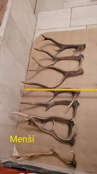Prodám parohy - 4