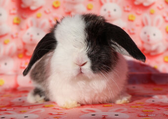 Malinkatí zakrslí beránci s VP . - 4