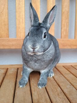 Zakrslý rexík činčilový samičky - 4