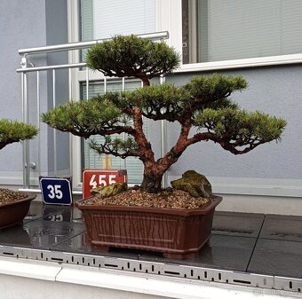 Bonsai borovice lesní (Pinus sylvestris compressa) - 4