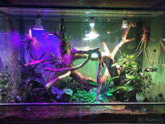 Terarium - 4