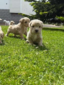 Štěňátka Maltipoo - 4
