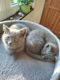 Britská modrá koťátka - 4