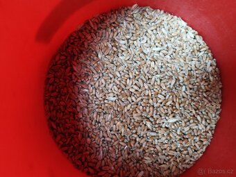 Pšenice, ječmen - 4