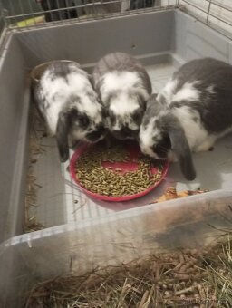 Zakrslý beránek králíček - 4